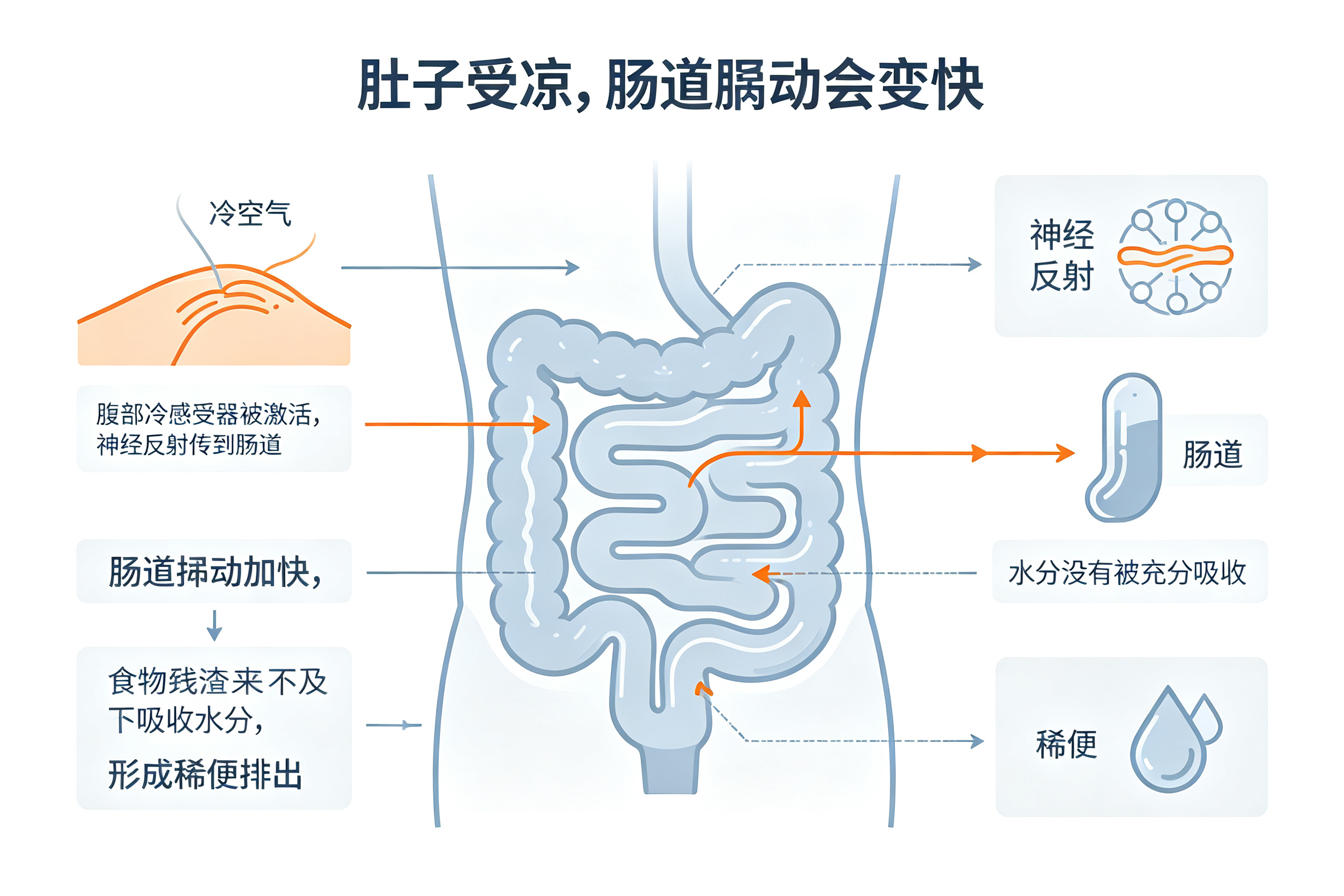 肚子着凉为什么会拉肚子