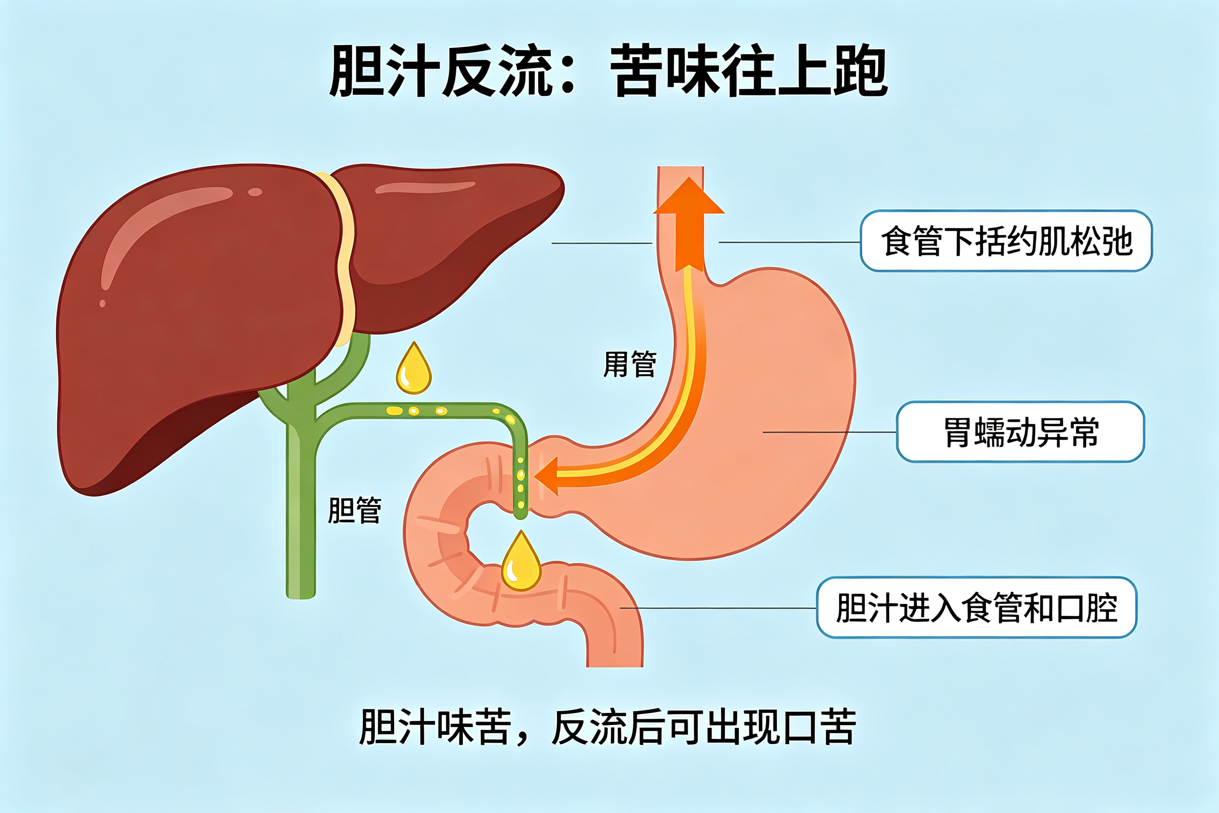 为什么有的人早上起来嘴巴苦