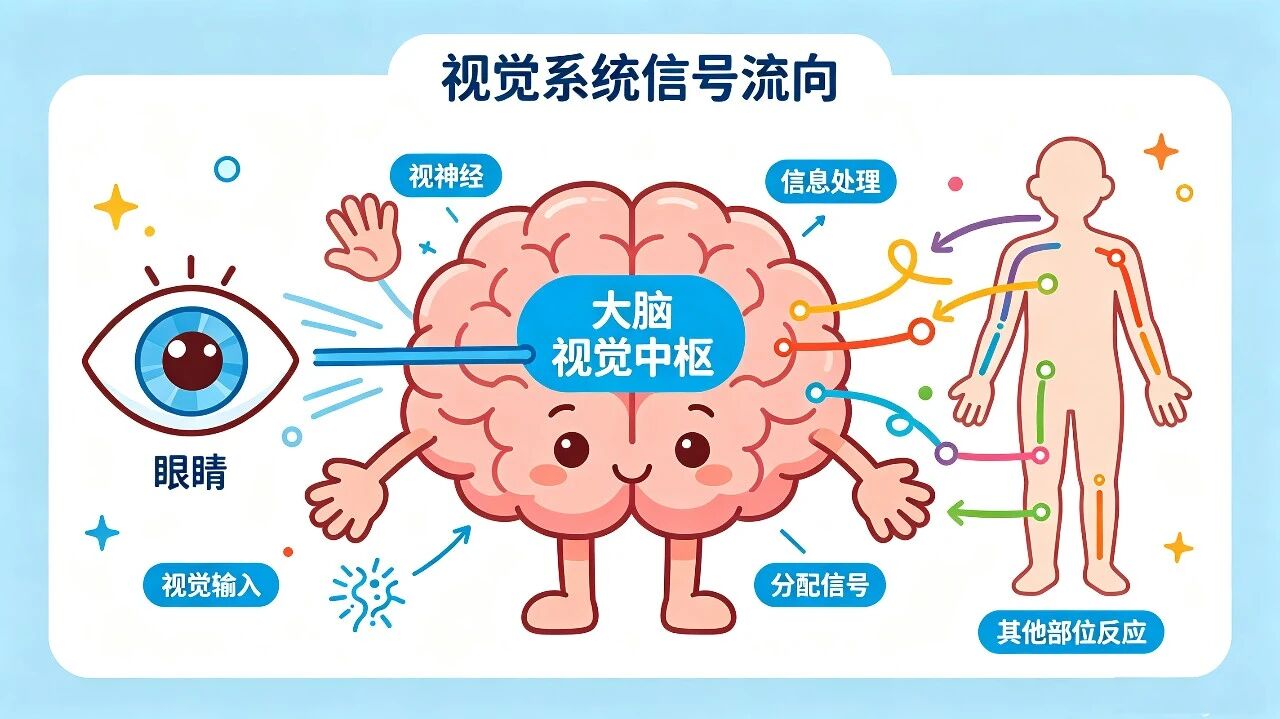 为什么说斜视手术:手术只是一半,训练才是关键?