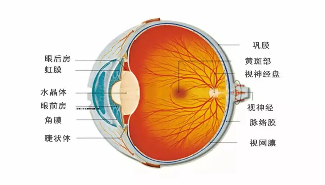 什么是眼底疾病?那些人需要警惕眼底病对视力产生影响?