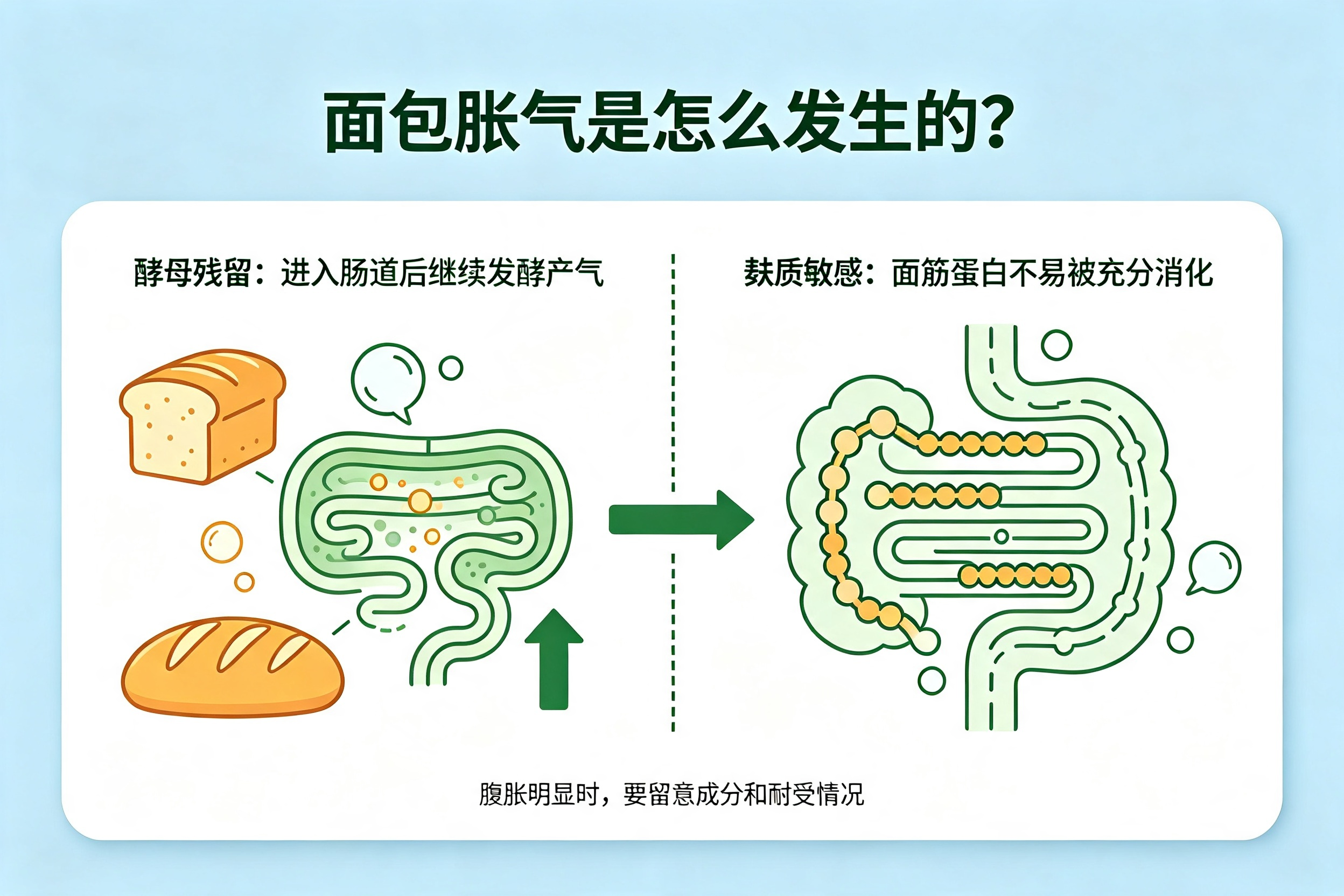 吃完面包总胀气? 原因终于讲清楚了