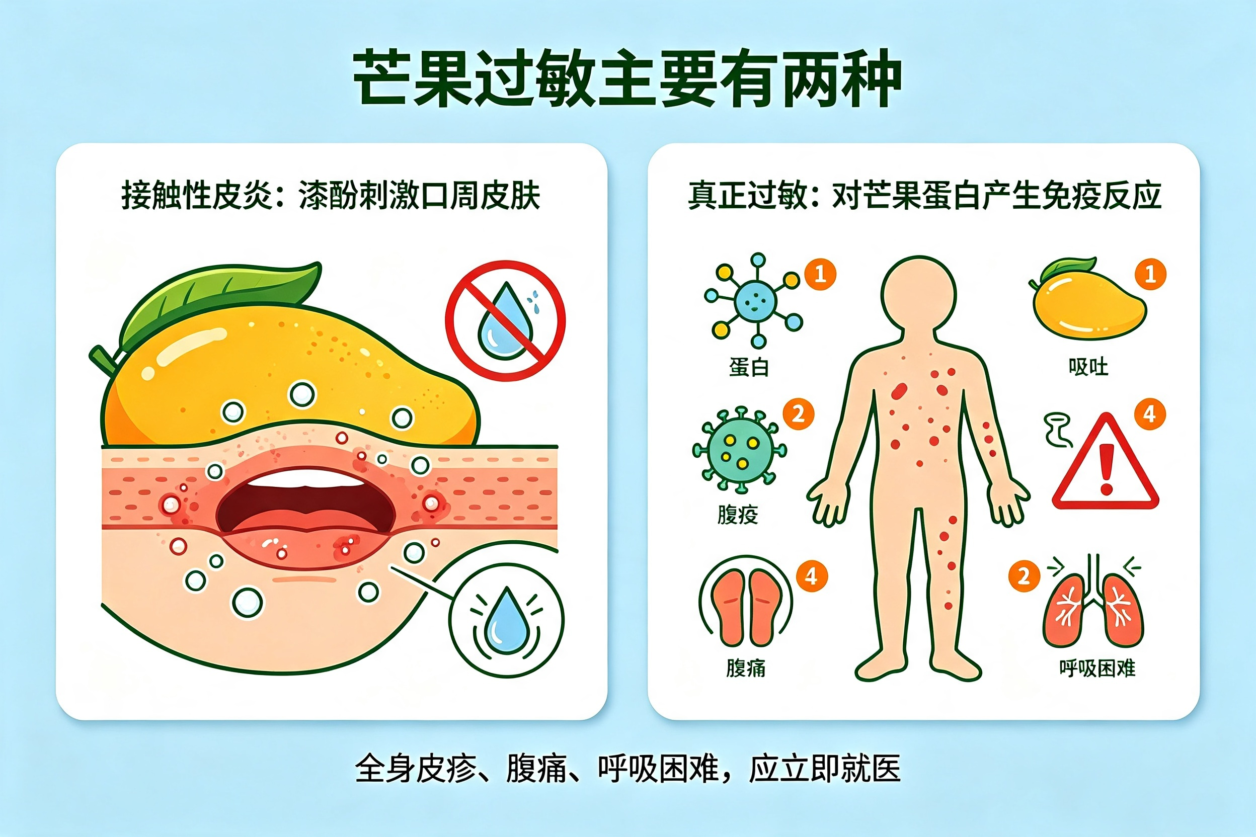 为什么吃完芒果，容易出现过敏反应？