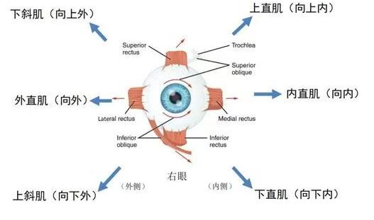 相似的「眼睛向外偏」,为何方案并不相同?