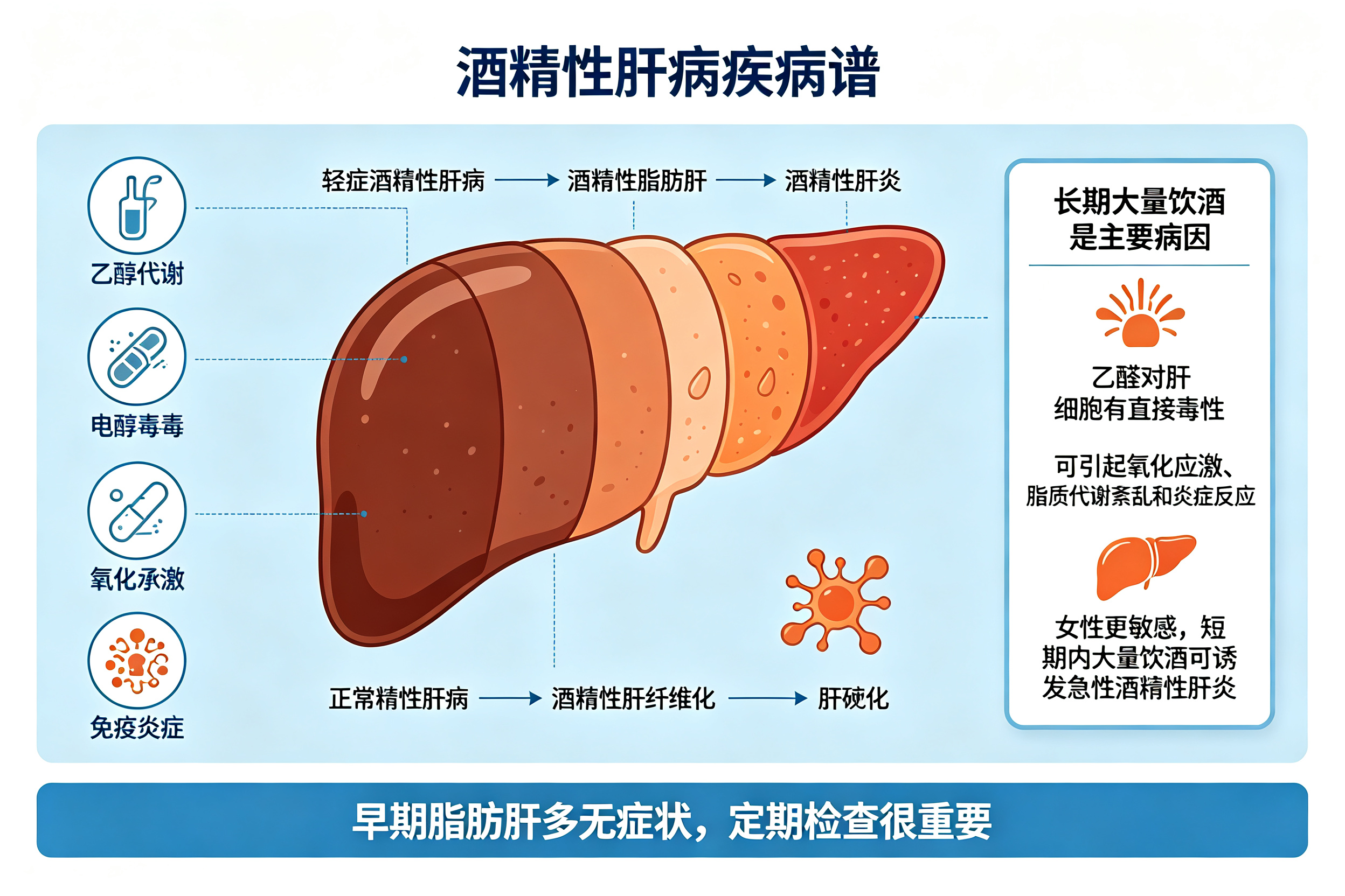 喝酒喝出来的肝损伤,不止是脂肪肝——认识酒精性肝病