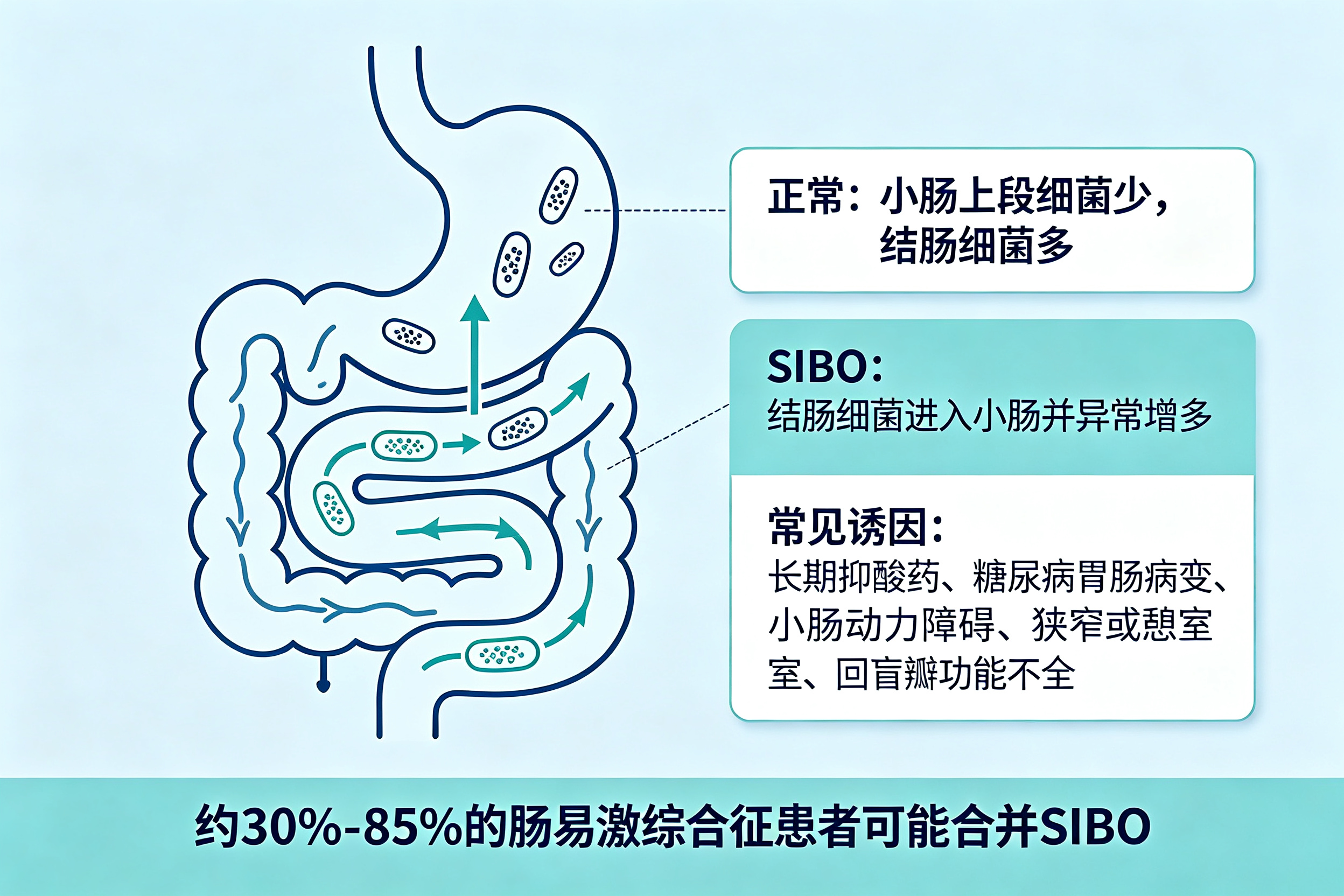 腹胀腹泻查不出原因?可能是小肠细菌过度生长
