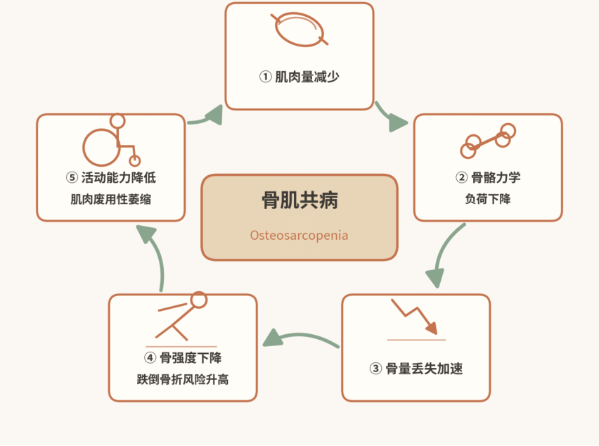循上鹏瑞利医院开展 2026 世界骨质疏松日科普：骨肌同管，共促健康