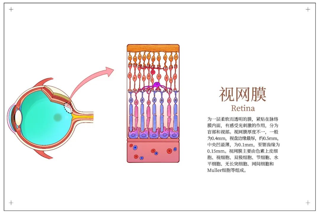 眼前突然一黑又恢复？别大意！这可能是「眼中风」最后的预警