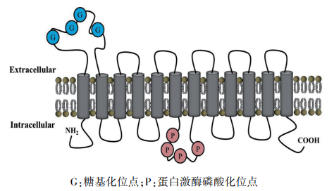 IPHASE SLC家族OAT1转运体细胞研发成功