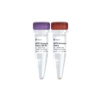 VAHTS Maxi Unique Dual Index Primers Set 1 - Set 4 for Illumina（N344）