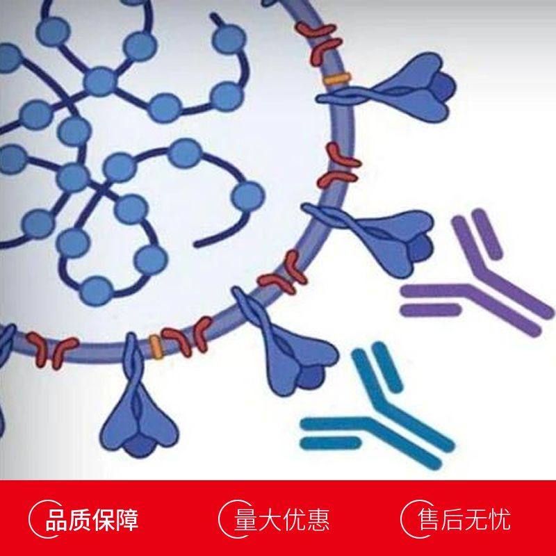 人巨噬细胞炎性蛋白3β(MIP3b)多克隆抗体