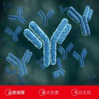 小鼠心营养素样细胞因子1(CLCF1)多克隆抗体