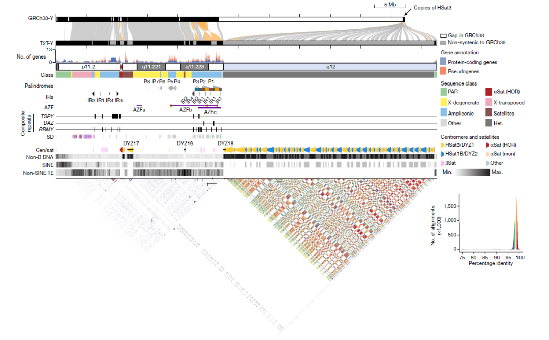 《自然》重磅：人类Y染色体完整测序结果问世!