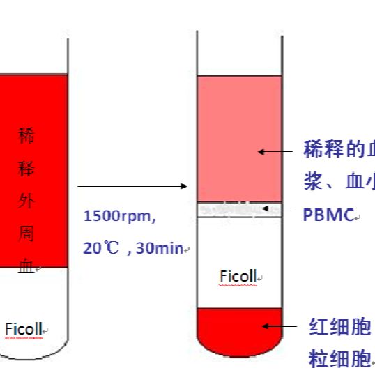 Human冻存PBMC分离细胞服务13611631389上海睿安生物