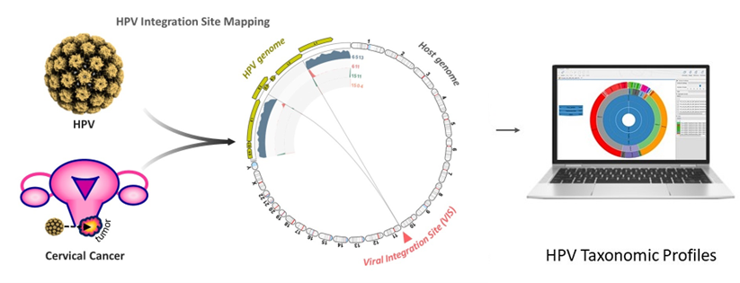 文献解读 | 基于NGS进行HPV病毒分型和宿主基因组整合位点分析