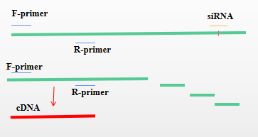 必看干货：RNAi 无效原因解析