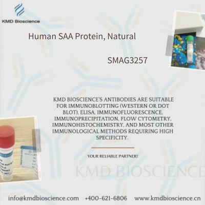 Human SAA Protein, Natural