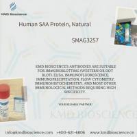 Human SAA Protein, Natural