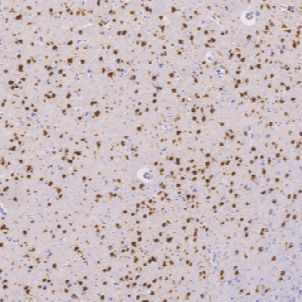 鼠抗人NeuN单克隆抗体  TDCNM-0090