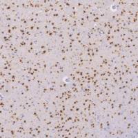 鼠抗人NeuN单克隆抗体 TDCNM-0090