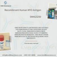 Recombinant Human MYO Antigen