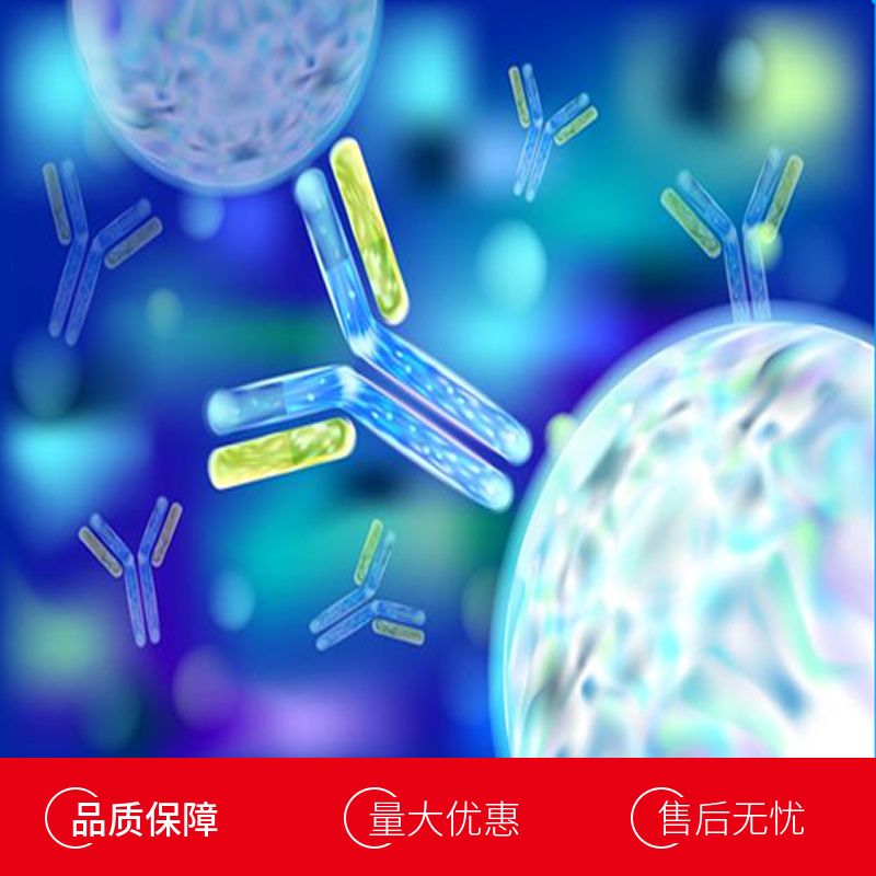 人上皮中性粒细胞激活肽78(ENA78)多克隆抗体(生物素标记)