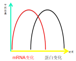 必看干货：RNAi 无效原因解析