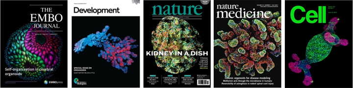 毒理学研究新范式丨环特类器官、基因编辑、斑马鱼3大技术平台助力毒理学研究