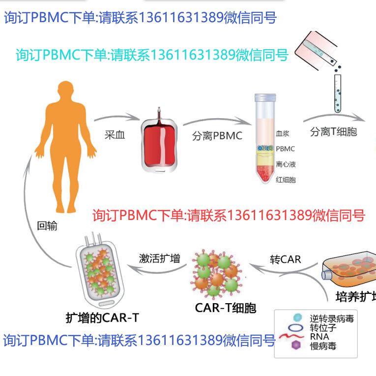 Human分离PBMC细胞(冻存服务)13611631389上海睿安生物