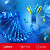 兔白介素4(IL4)单克隆抗体