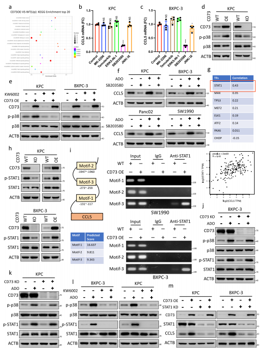 化学发光成像系统在胰腺癌免疫抑制调控机制研究中的应用