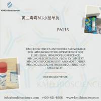 黄曲毒霉M1小鼠单抗