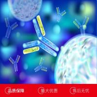 猪白介素6(IL6)单克隆抗体
