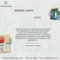 磺胺噻唑小鼠单抗