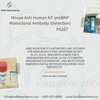 Mouse Anti-Human NT-proBNP Monoclonal Antibody (Detection)