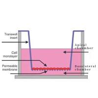 Transwell迁移/侵袭实验