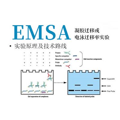 凝胶迁移或电泳迁移率实验（EMSA）