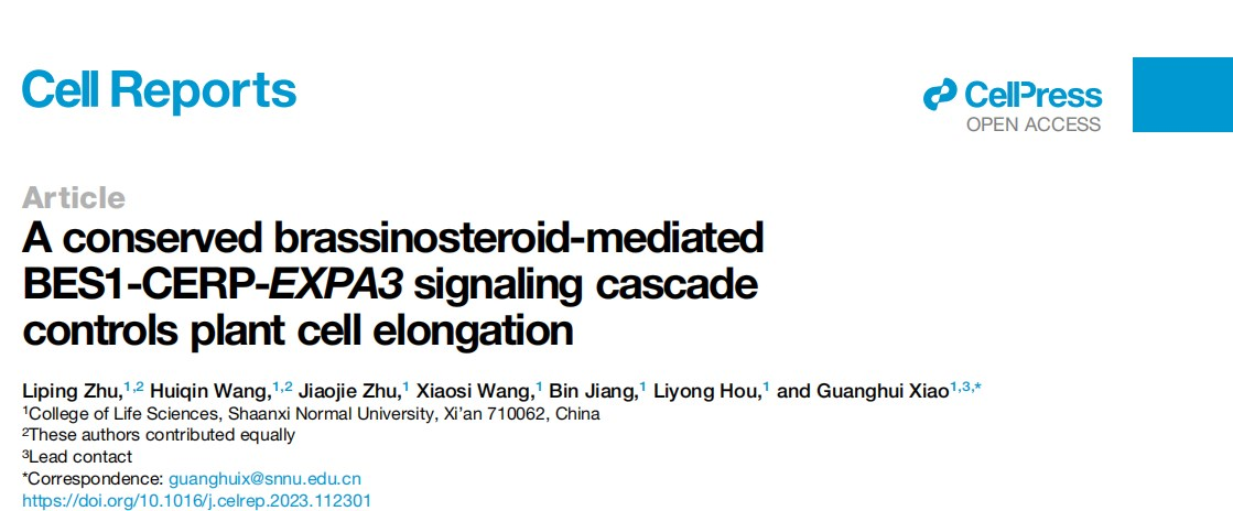 研究植物细胞伸长，怎能少得了它？