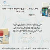 Donkey Anti-Rabbit IgG(H+L) pAb, Alexa Fluor 488