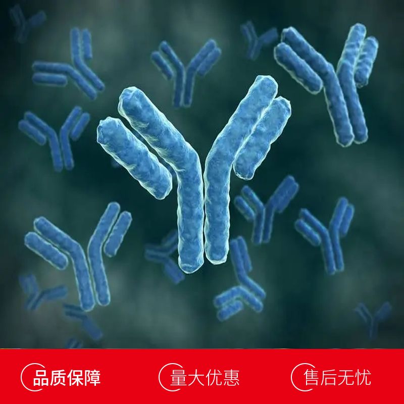 人巨噬细胞炎性蛋白5(MIP5)多克隆抗体(生物素标记)