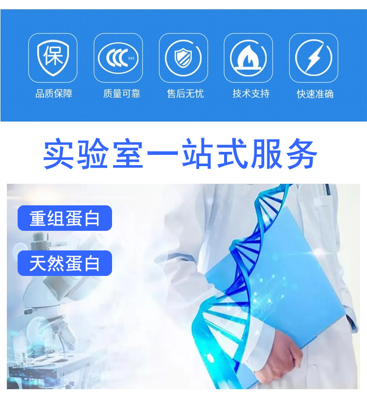 鸡睫状神经营养因子(CNTF)重组蛋白