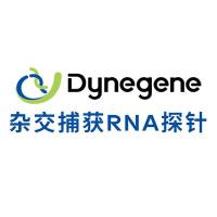 杂交捕获RNA探针