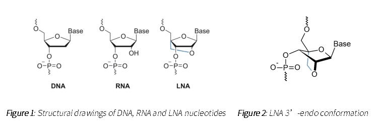 干货：一文了解锁核酸（LNA）