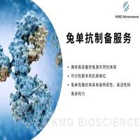 兔单克隆抗体定制服务