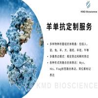 羊单克隆抗体制备服务