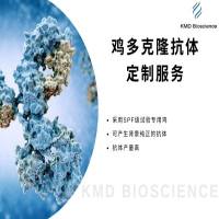 鸡多克隆抗体制备服务