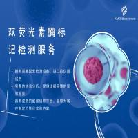 双荧光素酶报告|报告基因检测