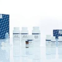 Qiagen	51194	QIAamp DNA Blood Maxi Kit 血液DNA大提试剂盒