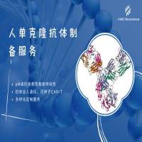 人单克隆抗体制备服务