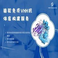 骆驼免疫VHH抗体文库构建服务