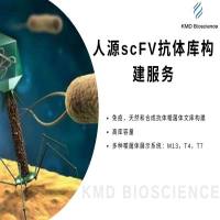 人源scFV抗体库构建服务